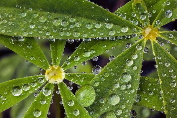 Jones, Adam 아티스트의 Lupine leaves and raindrops-Olympic National Park-Washington State작품입니다.